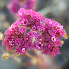 Chorizanthe douglasii