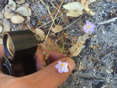 Leptosiphon liniflorus