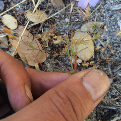 Leptosiphon liniflorus