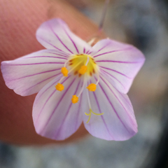 Leptosiphon liniflorus