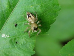 Yaginumaella lobata