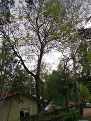 Jacaranda mimosifolia