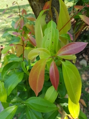 Cinnamomum iners