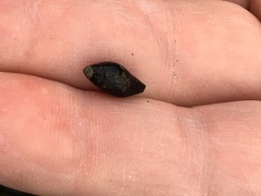 Atrimitra idae