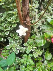Coleus forsteri