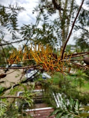 Grevillea robusta