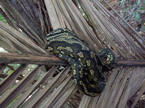 Jungle Carpet Python sighting