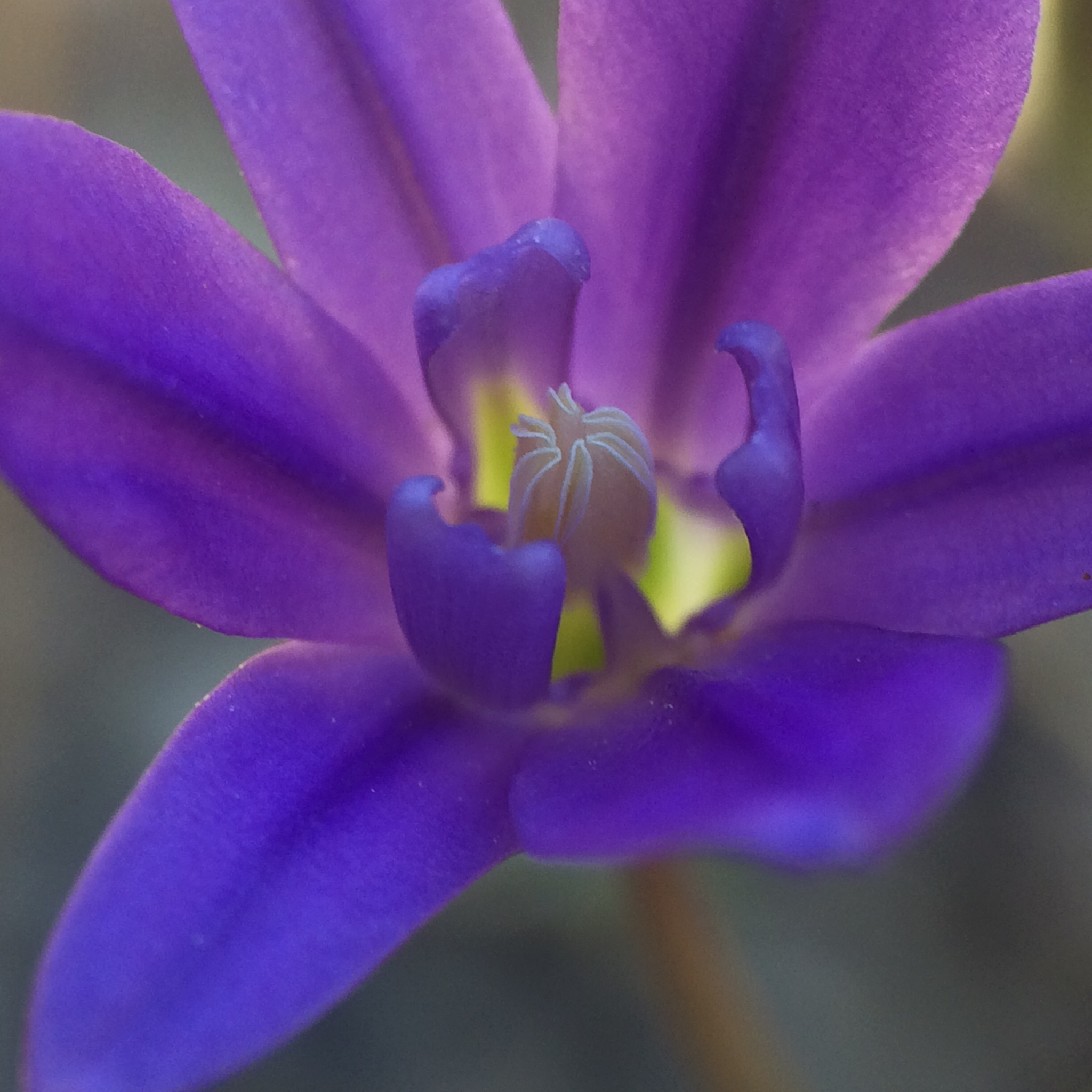 Brodiaea jolonensis