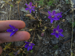 Brodiaea jolonensis