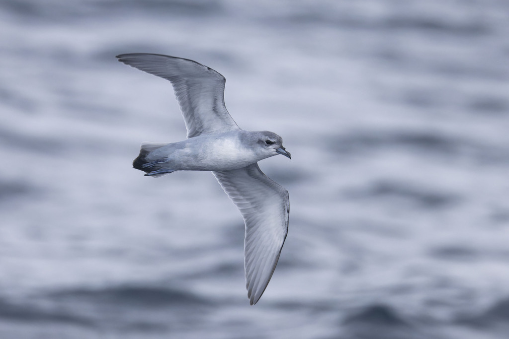 Fairy Prion (Pachyptila turtur)