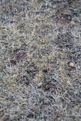 Echinofossulocactus lamellosus