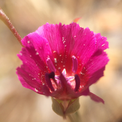 Clarkia purpurea