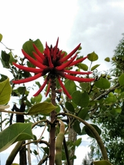 Erythrina americana