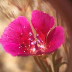 Clarkia purpurea