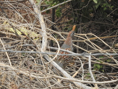 Callipepla douglasii