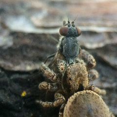 Habronattus oregonensis