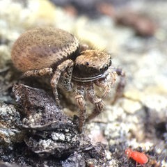 Habronattus oregonensis