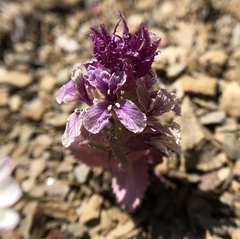 Streptanthus callistus