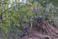 Oreotragus oreotragus