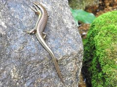 Sphenomorphus incognitus