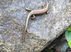 Sphenomorphus incognitus