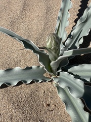 Hesperocallis undulata