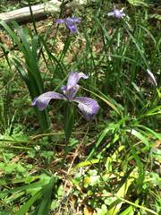 Iris longipetala