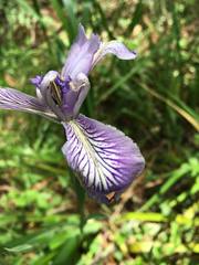 Iris longipetala