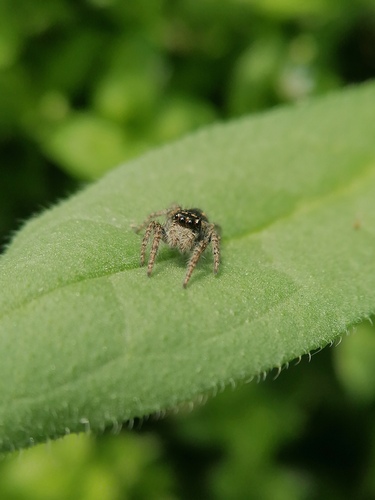 Red-bellied Jumping Spider photographed in Kyrgyzstan