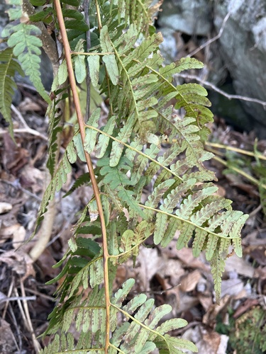 Sherman Gap Trail