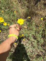 Madia elegans elegans