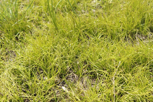 Image of Isoetes lithophila by (c) Alex Karasoulos, some rights reserved (CC BY)