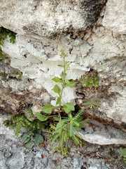 Pseudoconyza viscosa