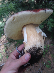Boletus rex-veris