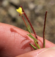 Camissonia contorta