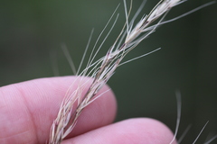 Nassella lepida
