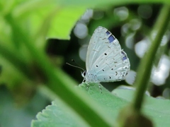 Celastrina lavendularis himilcon