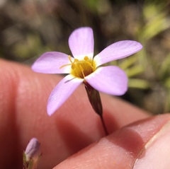 Leptosiphon ambiguus