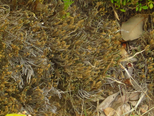 Image of Selaginella corallina by (c) Alex Karasoulos, some rights reserved (CC BY)
