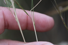 Nassella lepida
