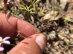 Leptosiphon ambiguus