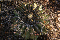 Ferocactus emoryi emoryi