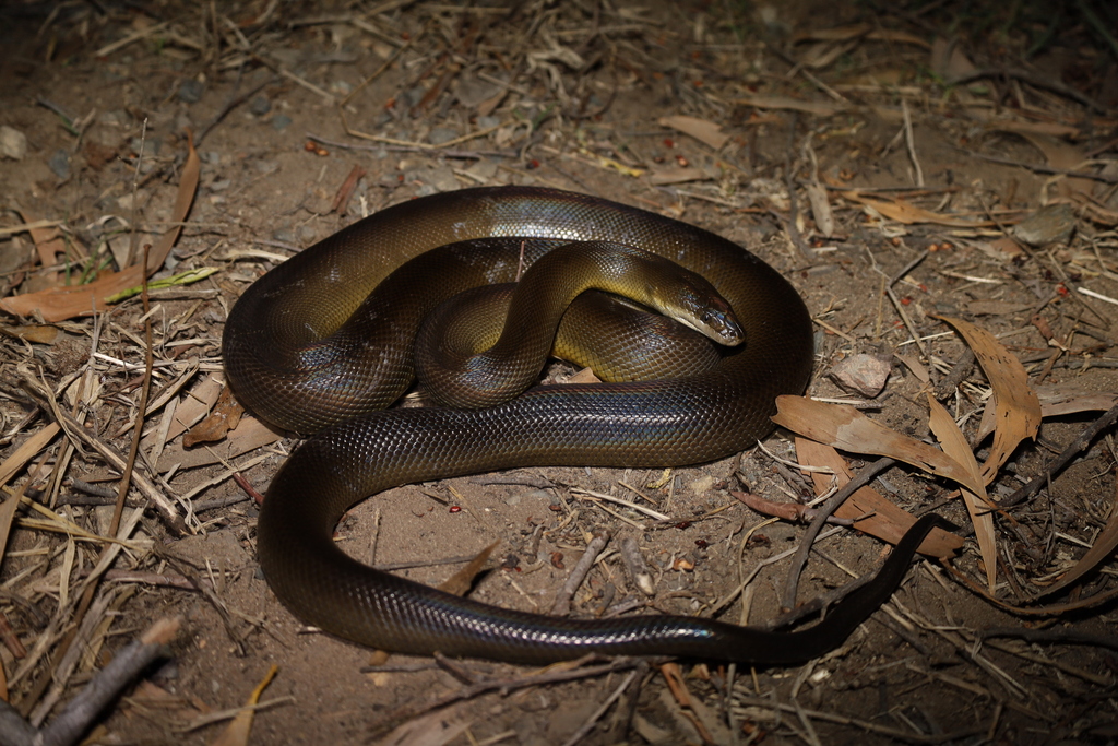 Water Python from Townsville QLD, אוסטרליה on May 21, 2023 at 12:04 PM ...