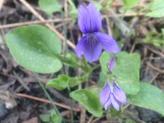 Viola
