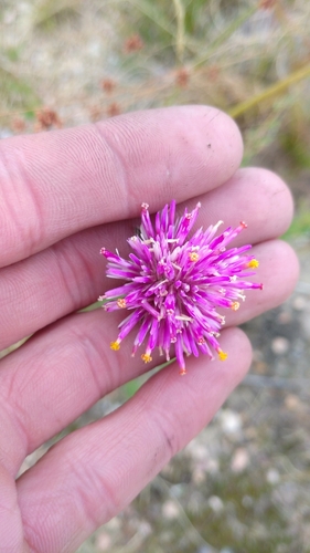 Image of Gomphrena pulchella by (c) Andres Cavallo, some rights reserved (CC BY)