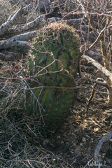Ferocactus emoryi emoryi