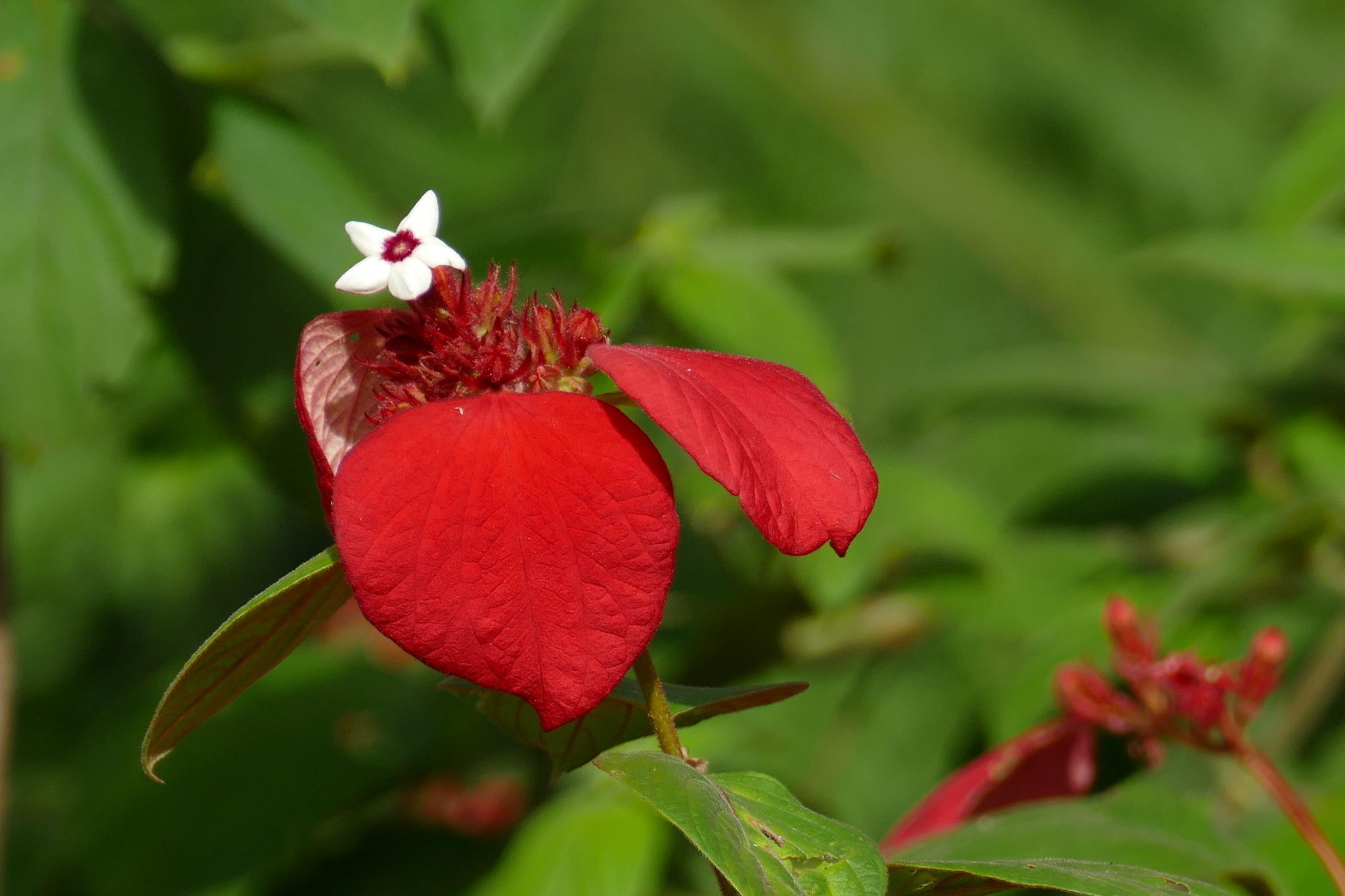 Imagem de Mussaenda-vermelha