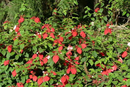 Foto de Mussaenda-vermelha