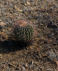Ferocactus emoryi emoryi