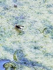 Polistes comanchus navajoe